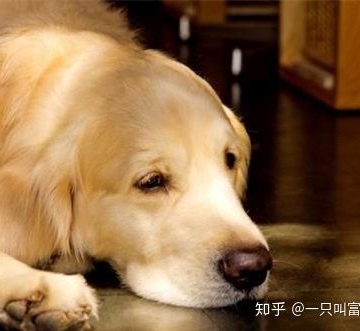 狗狗后腿无力不吃东西