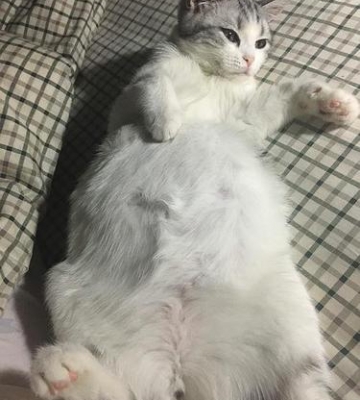 猫腹水不吃东西怎么办