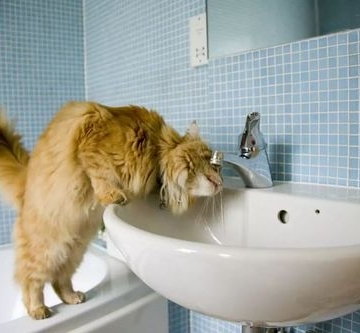 训练小猫去洗手间