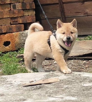 土猎犬耐力训练