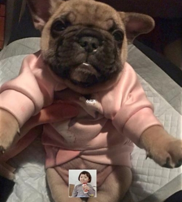 法斗幼犬的大小便训练