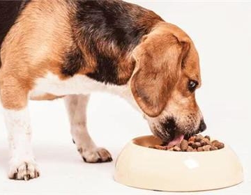 狗狗消化不好 不爱吃东西