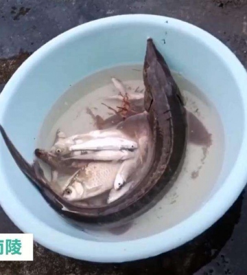 中华鲟的做法