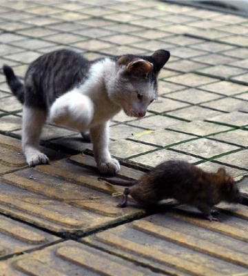 如何训练猫不吃死老鼠
