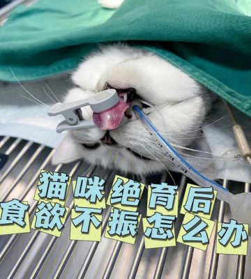 猫咪自己不吃东西怎么办