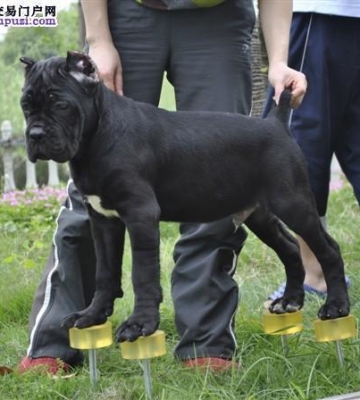 卡斯罗幼犬的排便训练
