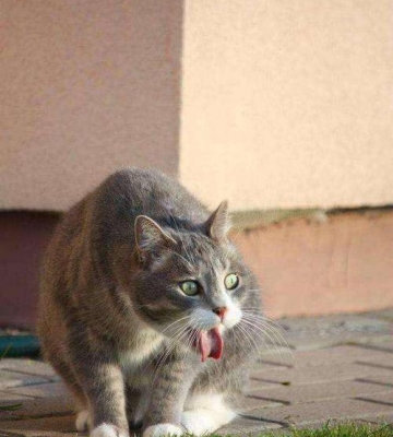 猫一吃东西就吐怎么办