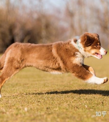 狗狗走路姿势训练视频教程