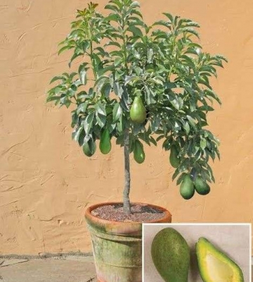 牛油果种植栽培技术