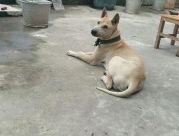 则么训练广西笔尾灰犬