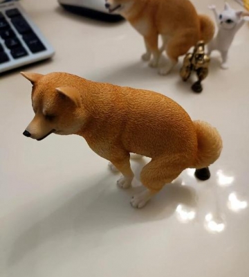 怎么训练日本柴犬拉屎