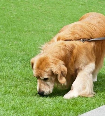 幼犬站不起来不吃东西