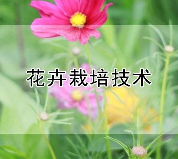 花卉栽培管理方法