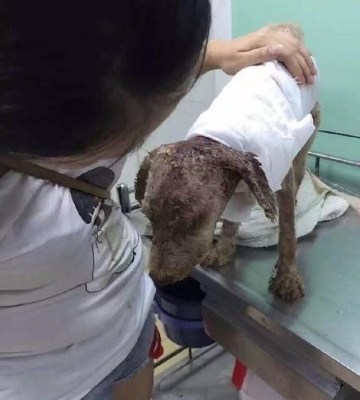 狗狗被烫伤可以用什么东西