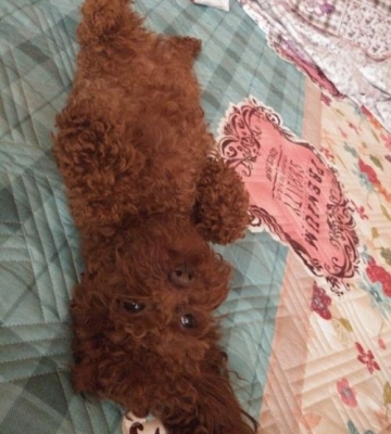 泰迪狗两个月怎么训练上厕所
