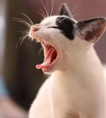 猫咳喘流涕不吃东西