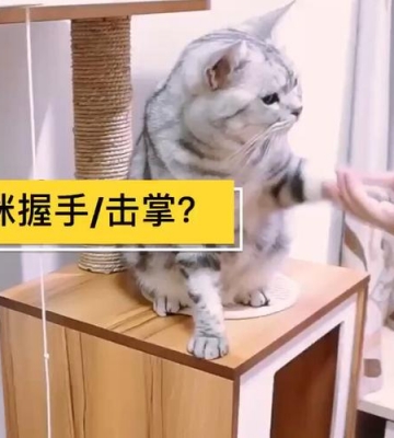 宠物猫握手训练方法