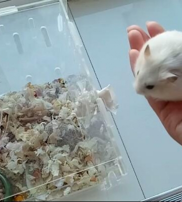 仓鼠旁边放什么东西