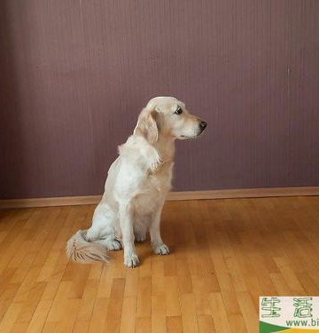 怎么正确训练狗狗站立