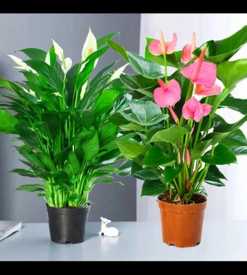 室内栽培草本花卉