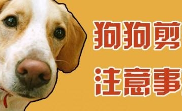 狗配应注意什么东西