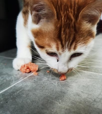 小猫怎么不吃东西怎么办