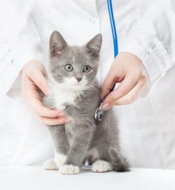 小猫疫苗后不吃东西