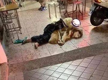狗吃了乱七八糟的东西倒地不起