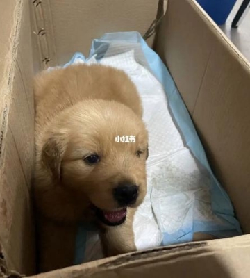 一个月金毛不吃东西怎么办