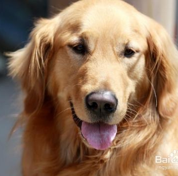 怎样训练金毛犬听话