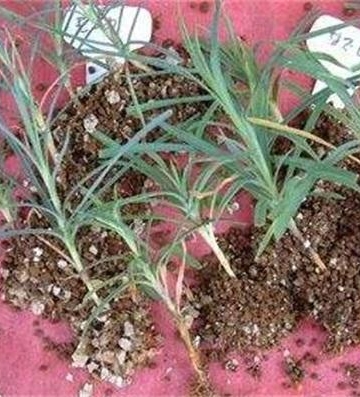 花卉栽培过程中需要摘心