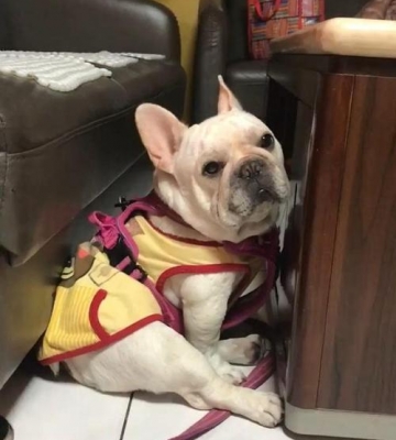 狗狗藏东西是为什么