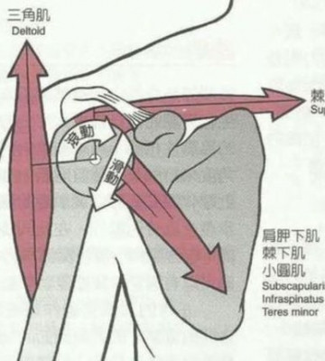 肩部运动分解动作