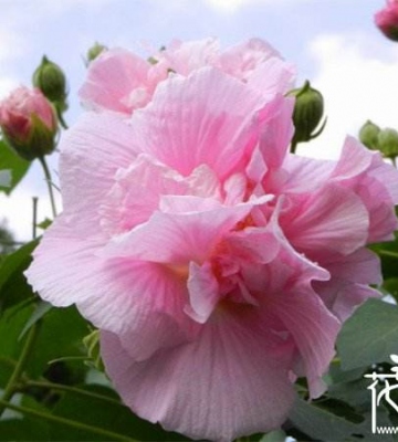 种植芙蓉花注意事项