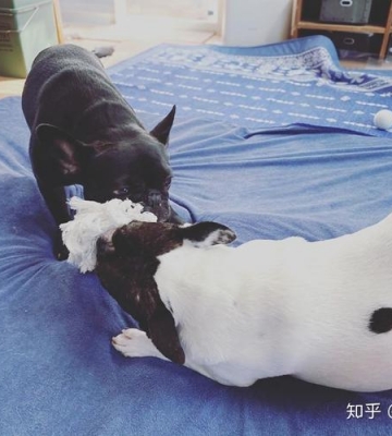 法斗犬怎么训练户外大小便