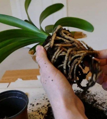 植物换土注意事项