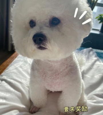 训练比熊一个人在家