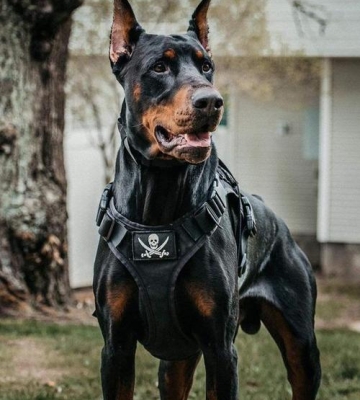 杜宾犬护卫训练