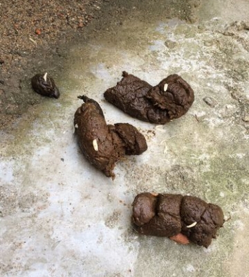 狗狗有蛔虫不吃东西怎么办