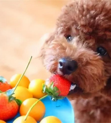 泰迪幼犬吃东西怎么办