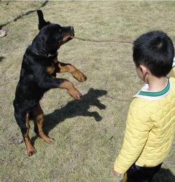 狗狗见人就扑怎么训练