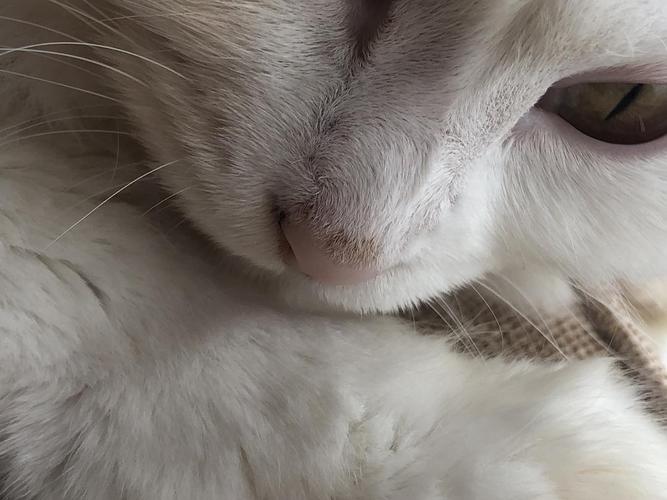 猫得了猫藓不吃东西