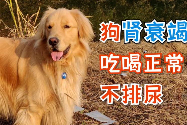 老年狗肾衰不吃东西