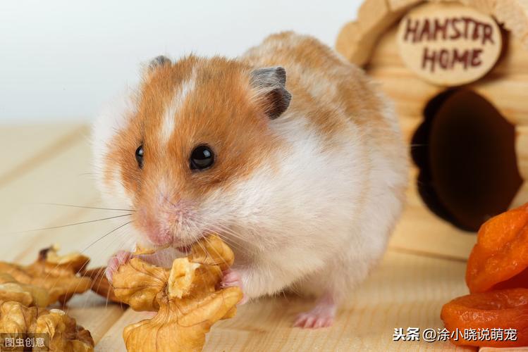 仓鼠很少吃东西怎么办