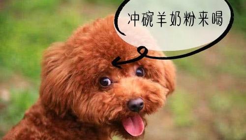 泰迪狗怀孕后都吃什么东西
