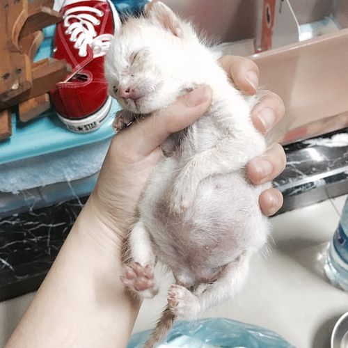 捡的奶猫不吃东西怎么办