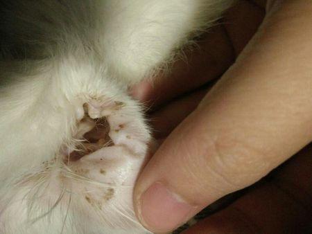 小猫 耳朵有脏东西怎么办