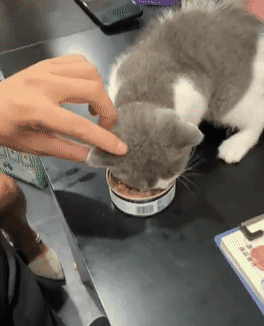 怎么诱导小猫吃东西