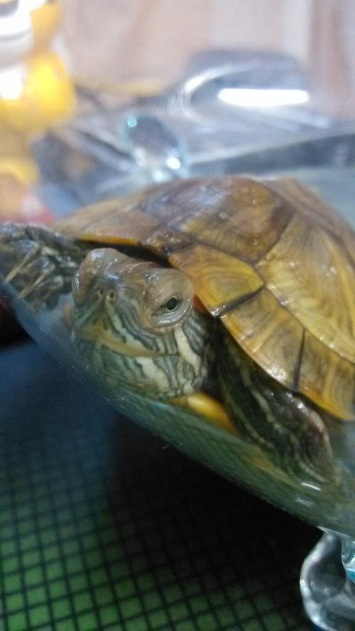 巴西龟不吃东西怎么办