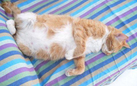 猫怀孕应该准备什么东西吗